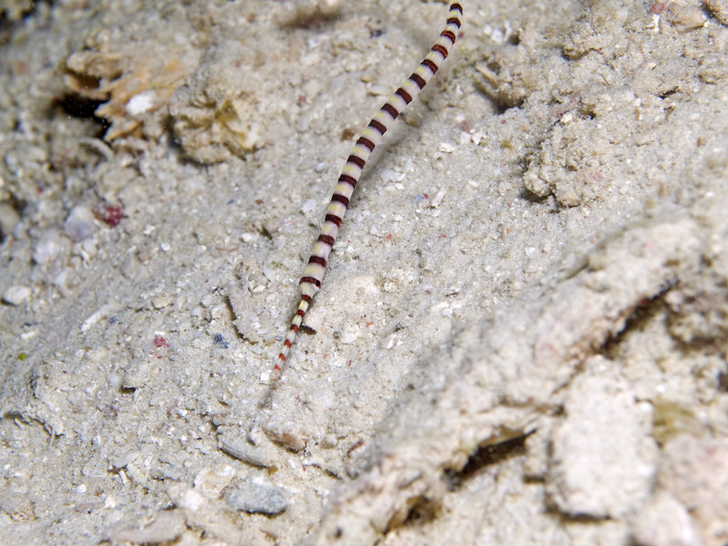 Pipefish, Mabul, Paradise 1 and 2